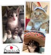 Priscilla's Kitty Grass - Silliest Pet Photo Facebook Contest