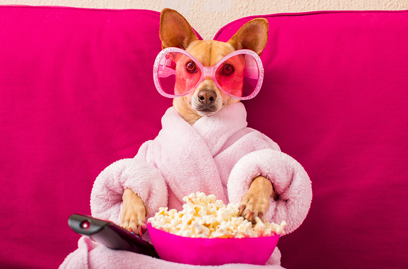 dog wearing pink with a bowl of popcorn